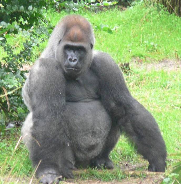 gorillawiki2.jpg