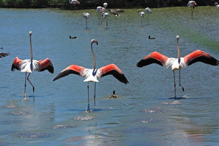 flamingoswiki.jpg
